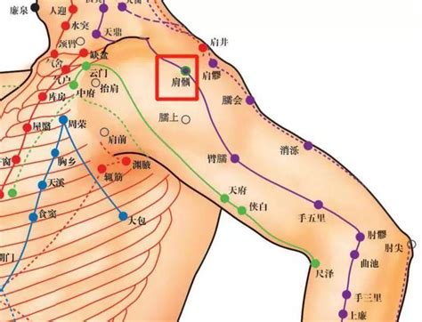 肩真穴|肩貞穴位置 